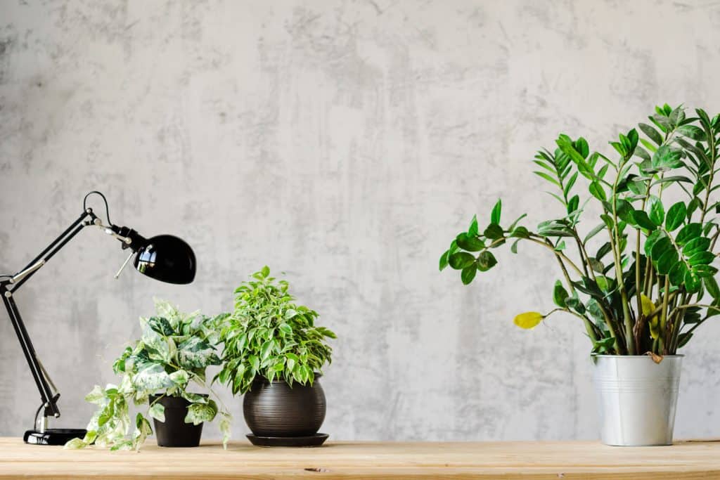 A lamp on the table with plants