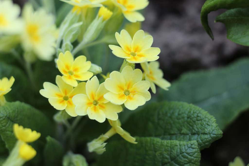 A small bunch of yellow primrose in the garden