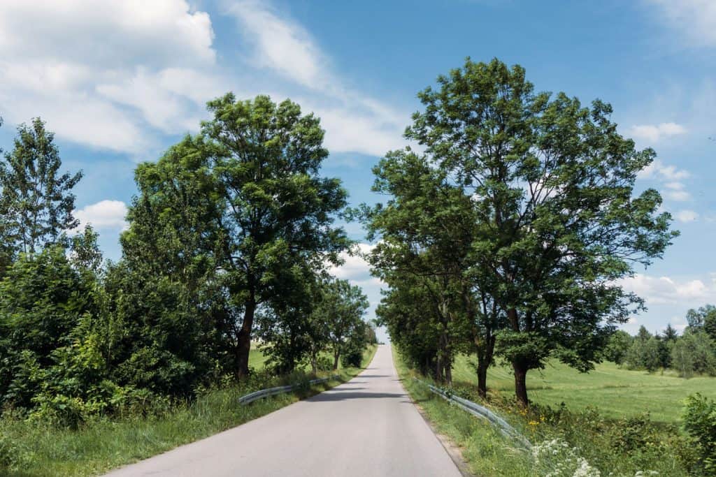 A small country road with black cypress trees on the side of the road