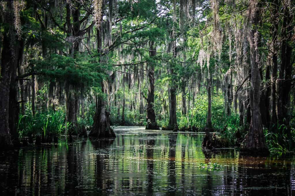 Bald cypress trees and other plant life native to the Louisiana bayou