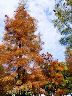 Bald cypress trees full of seeds in autumn, Can Bald Cypress Grow In Wet Soil?