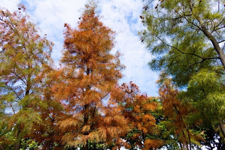 Bald cypress trees full of seeds in autumn, Can Bald Cypress Grow In Wet Soil?