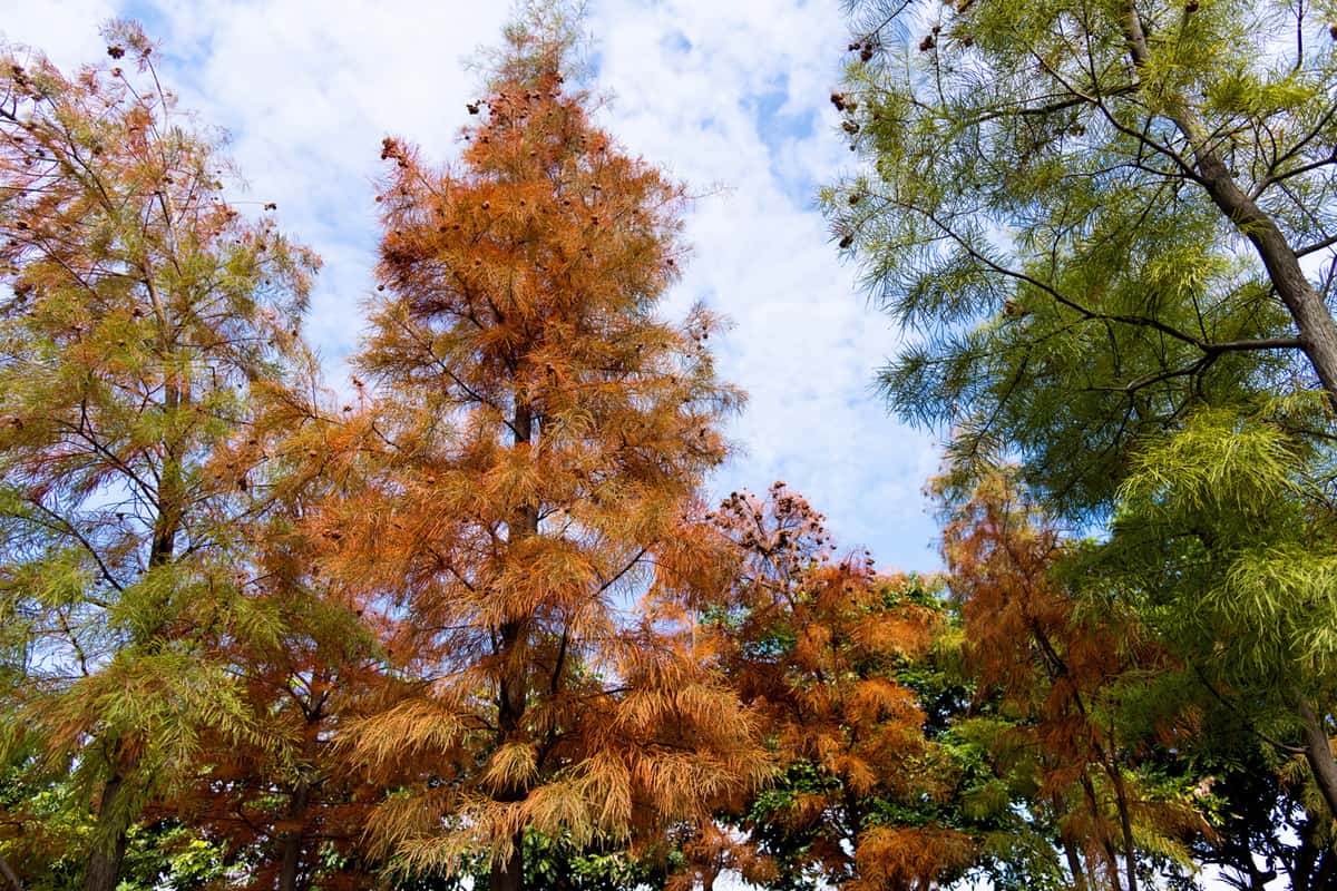 Bald cypress trees full of seeds in autumn.