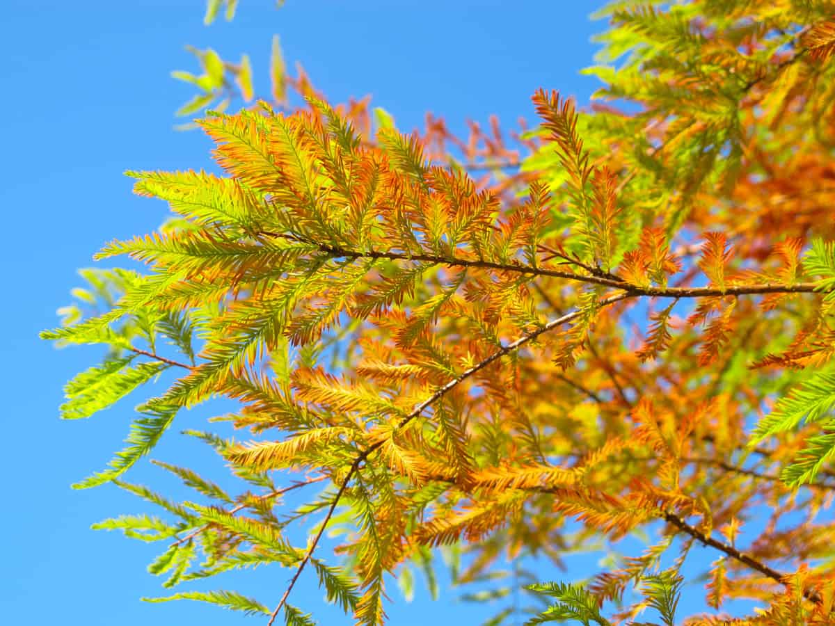 Closeup of orange and green colors of Bald Cypress tree (Taxodium distichum) in a bright blue sky.
