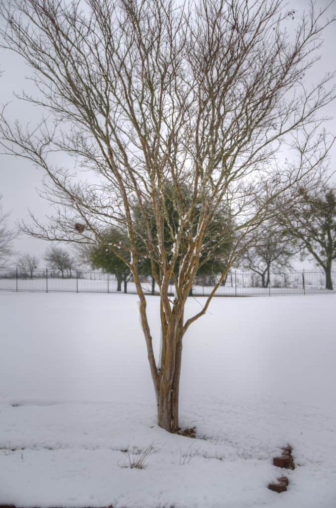 Cold solitary Crepe Myrtle tree in snowstorrm with snow on the ground