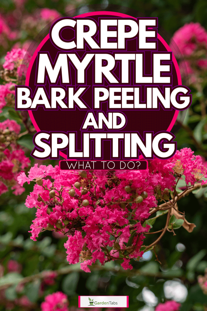 Gorgeous blooming flowers of the Crepe Myrtle tree, Crepe Myrtle Bark Peeling And Splitting - What To Do?