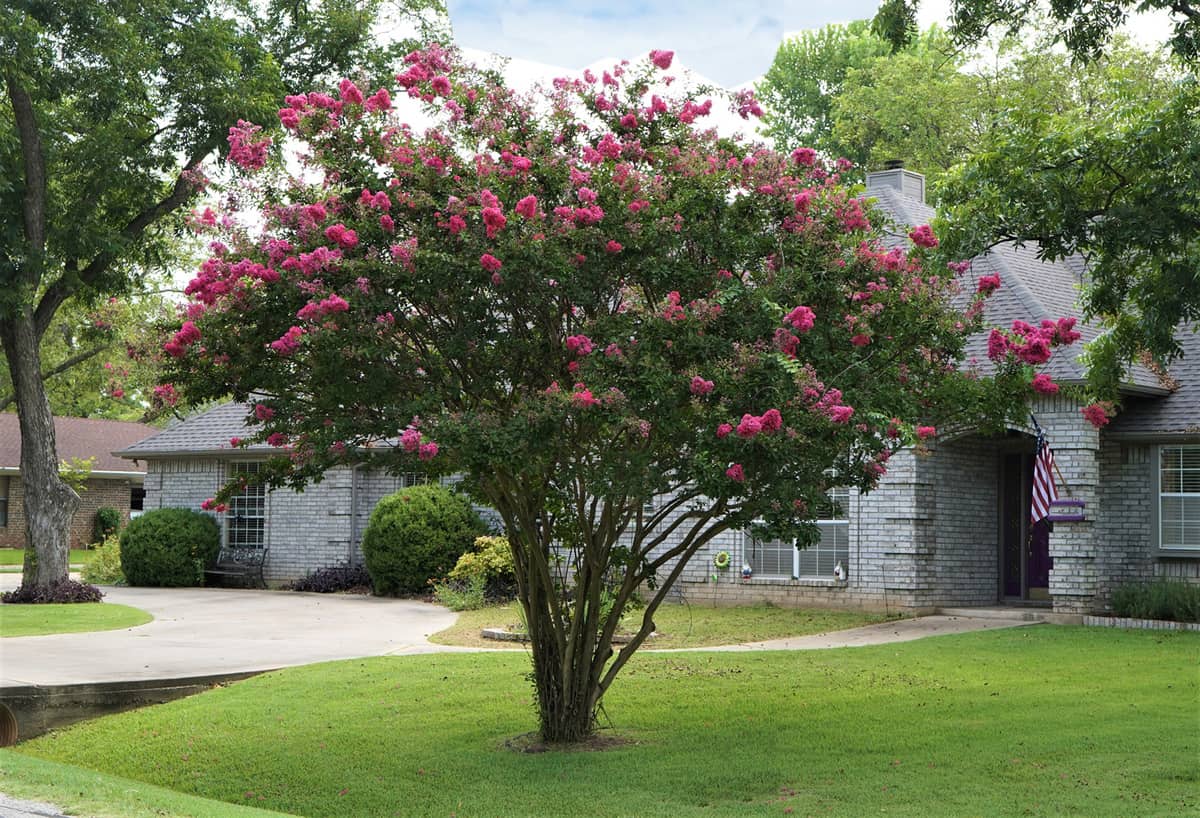 Crepe Myrtle Tree in summer makes a colorful bloom in landscapes. 