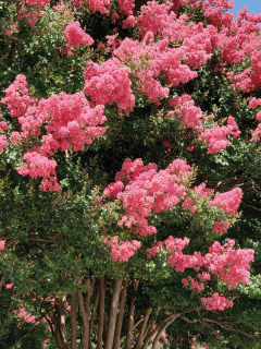 Crepe-Myrtle-full-bloom-pink.-5-Best-Fertilizers-For-Crepe-Myrtles