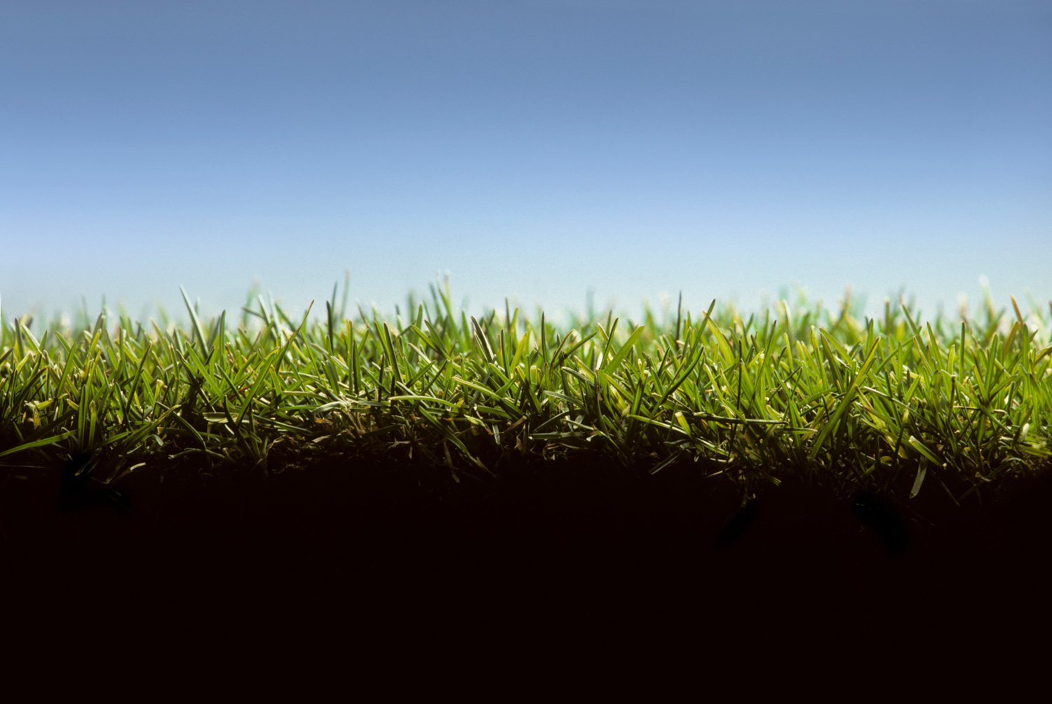 Cross section of lawn showing grass at ground level