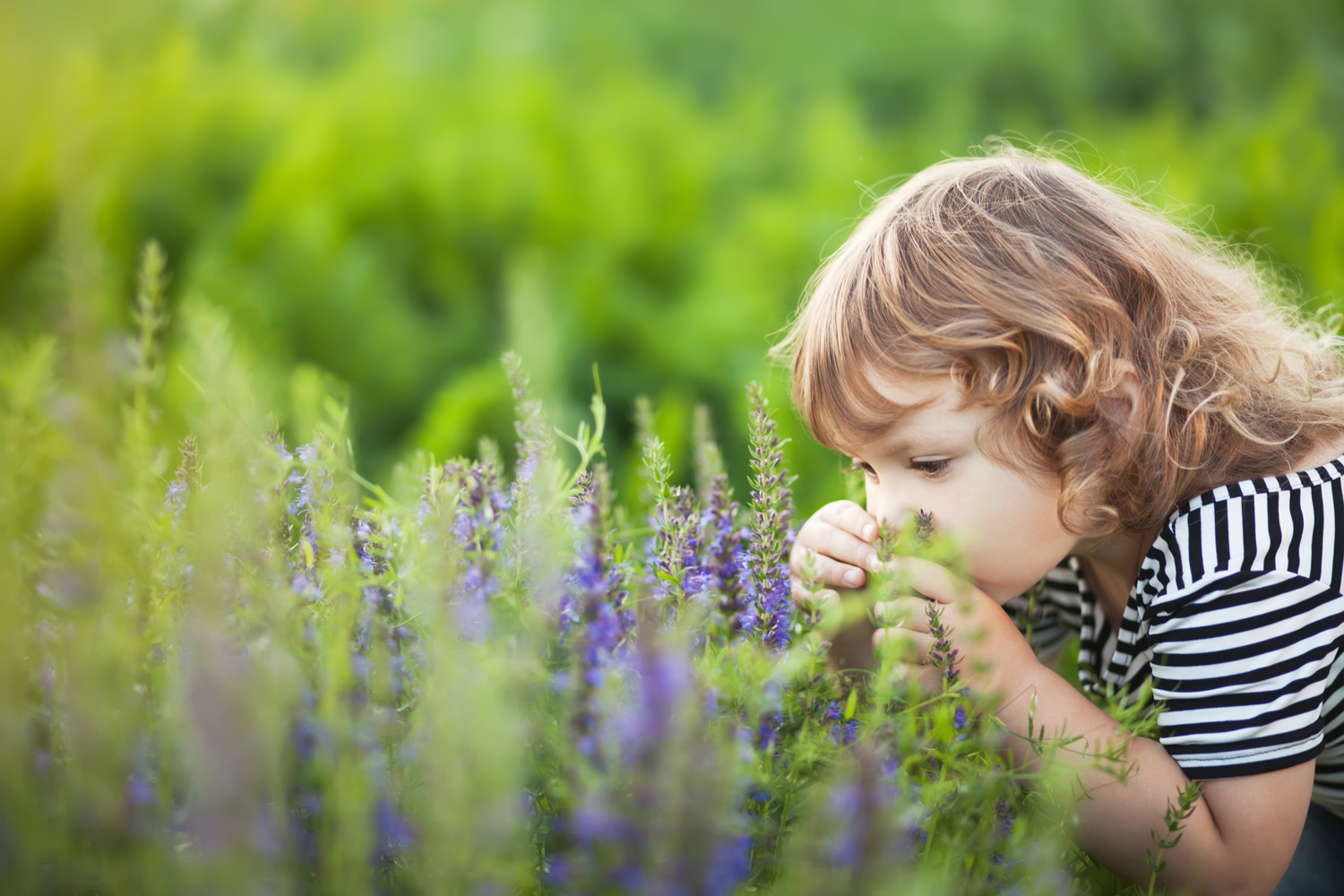 Cute little toddler girl smelling purple flowers. Provence consept