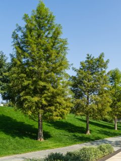 d Cypress Taxodium Distichum (swamp, white-cypress, gulf or tidewater red cypress) green tree in public landscape city Park Krasnodar or 'Galitsky park' in sunny autumn