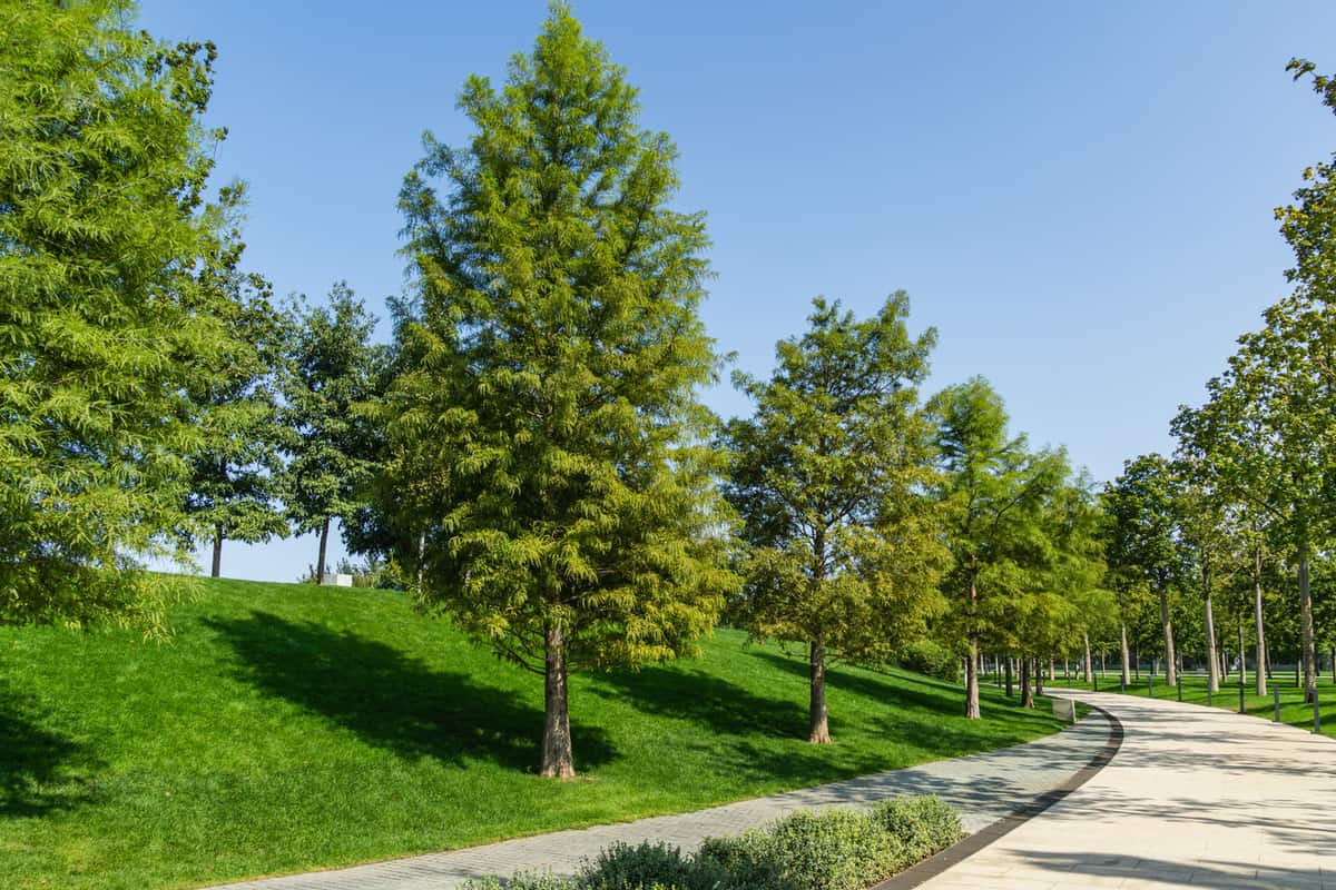 d Cypress Taxodium Distichum (swamp, white-cypress, gulf or tidewater red cypress) green tree in public landscape city Park Krasnodar or 'Galitsky park' in sunny autumn 