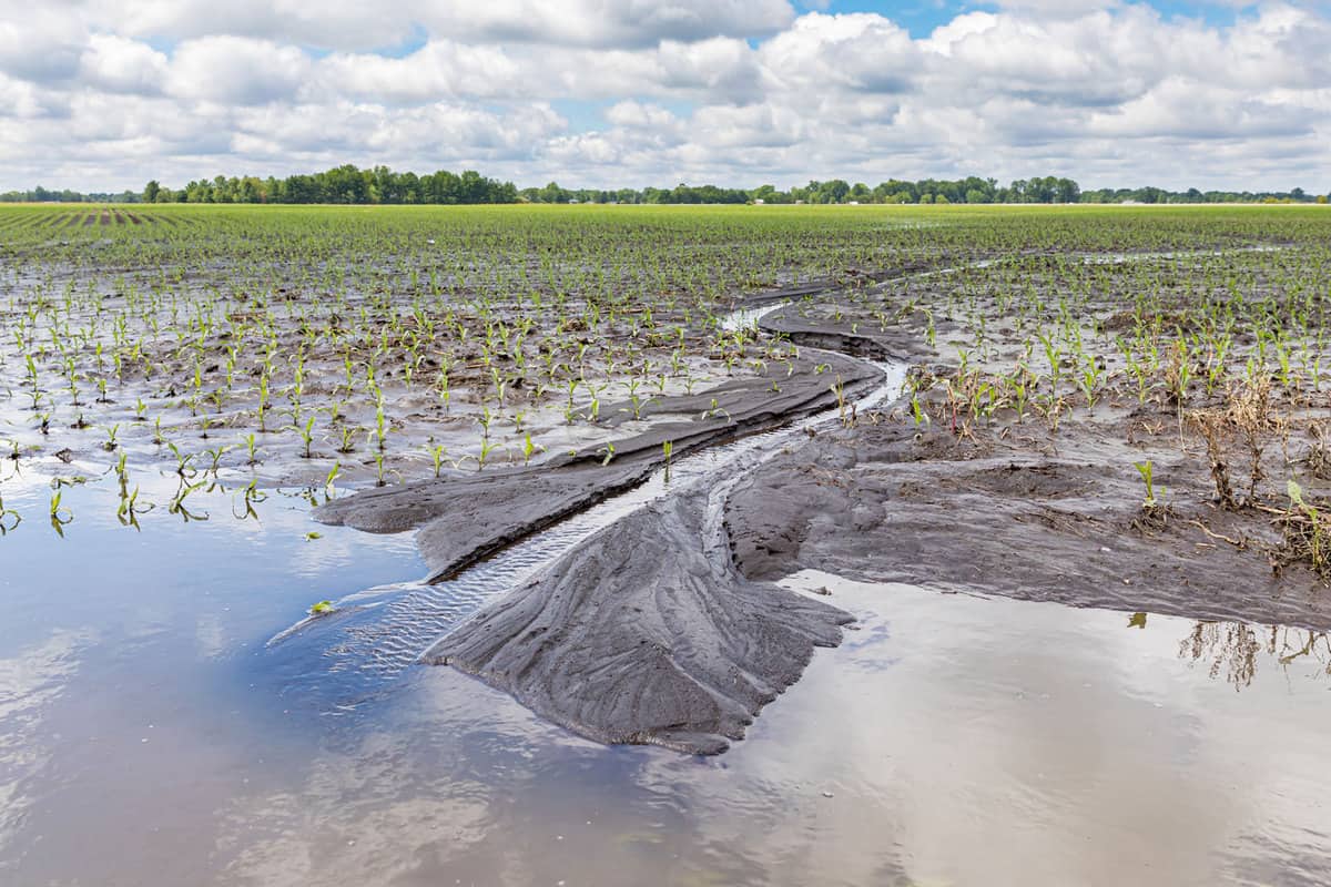 Damaged crop plantation due to heavy rain downpour
