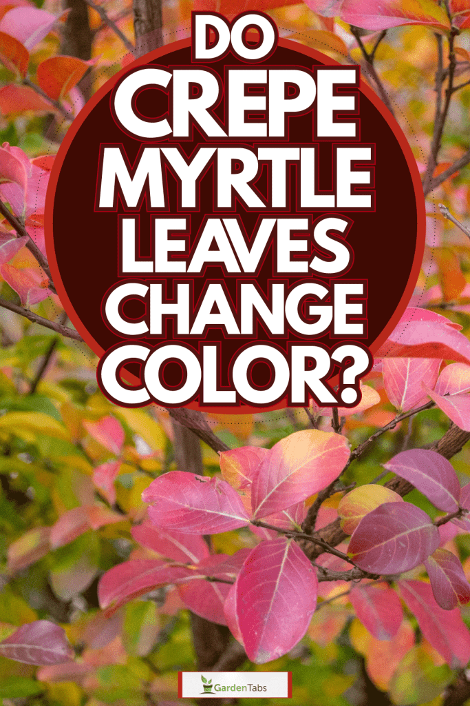 The gorgeous leaves of a Crepe Myrtle tree, Do Crepe Myrtle Leaves Change Color?