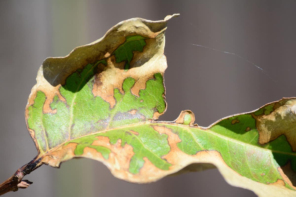 Dying crepe myrtle leaf with single spider web spun across gap