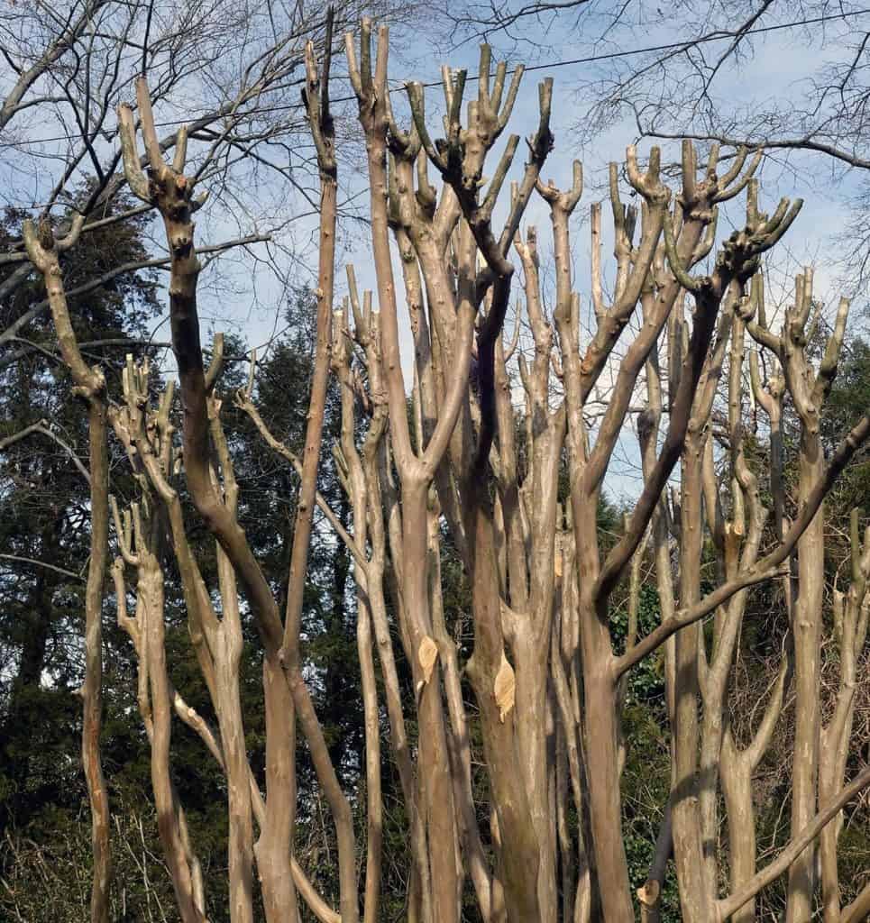 Early spring severe pruning of crepe myrtle tree