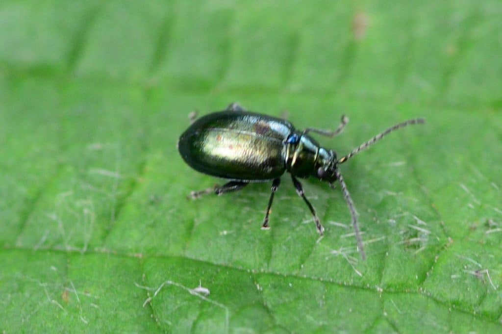 Flea beetle on a leaf