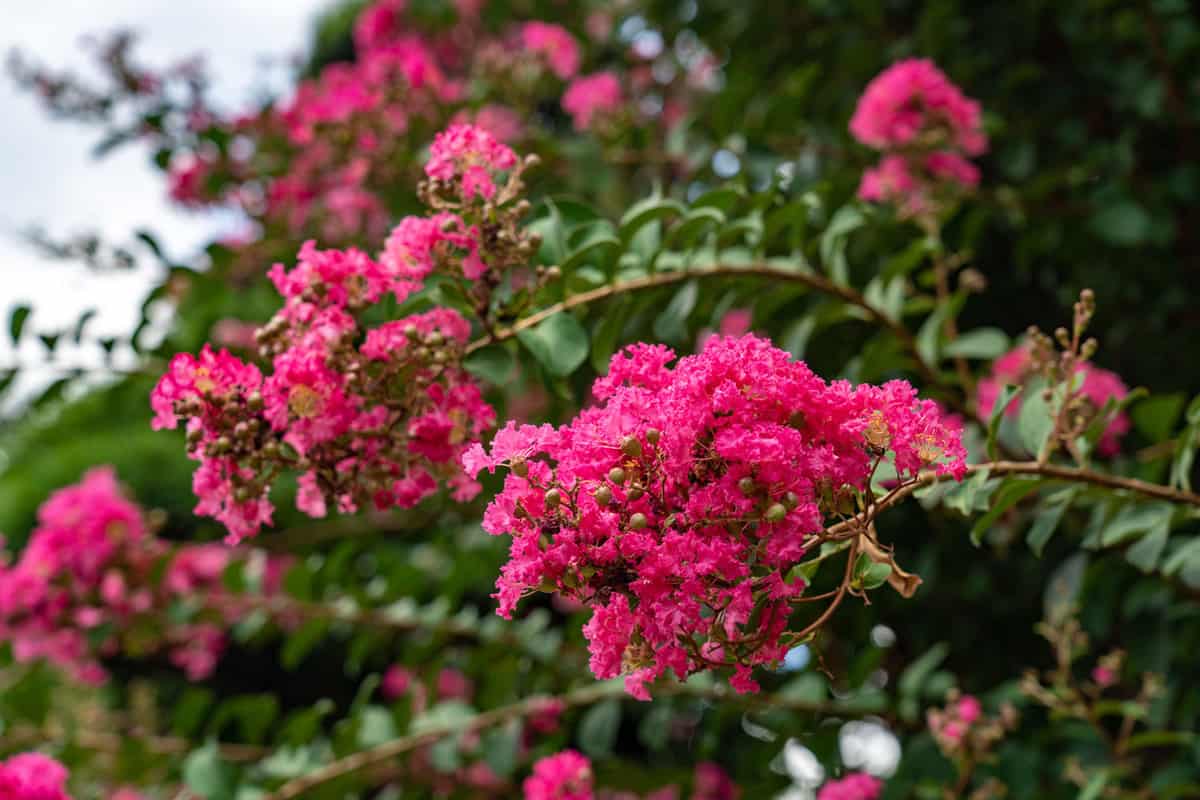 Gorgeous blooming flowers of the Crepe Myrtle tree