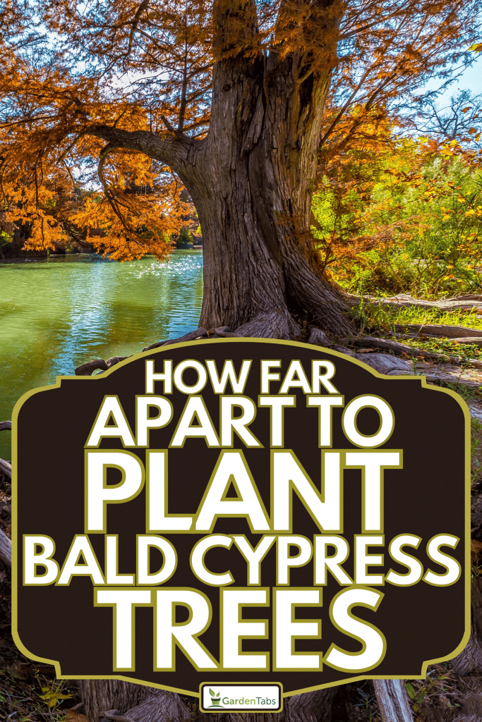 Intricate intertwined cypress tree roots with beautiful fall foliage on the river, How Far Apart To Plant Bald Cypress Trees