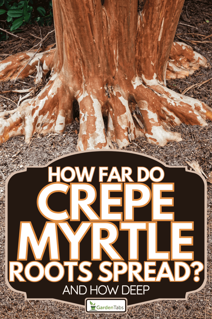 A reddish orange crepe myrtle trunk and roots in early spring, How Far Do Crepe Myrtle Roots Spread? [And How Deep]