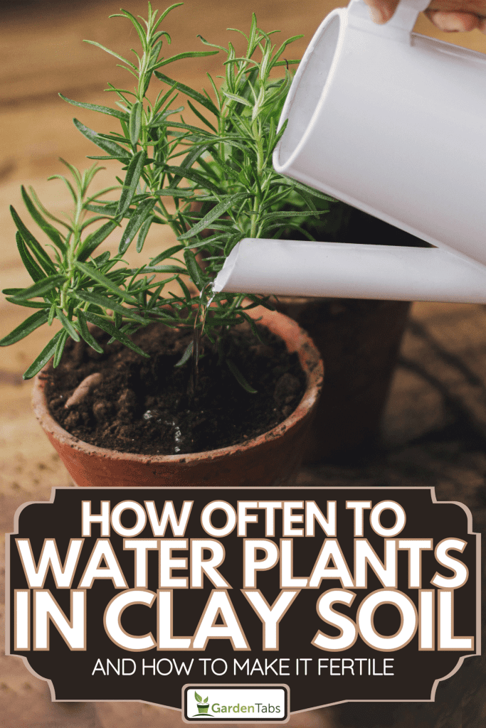Watering fresh green basil plant and rosemary plant after repotting in new clay pots, How Often To Water Plants In Clay Soil [And How To Make It Fertile]