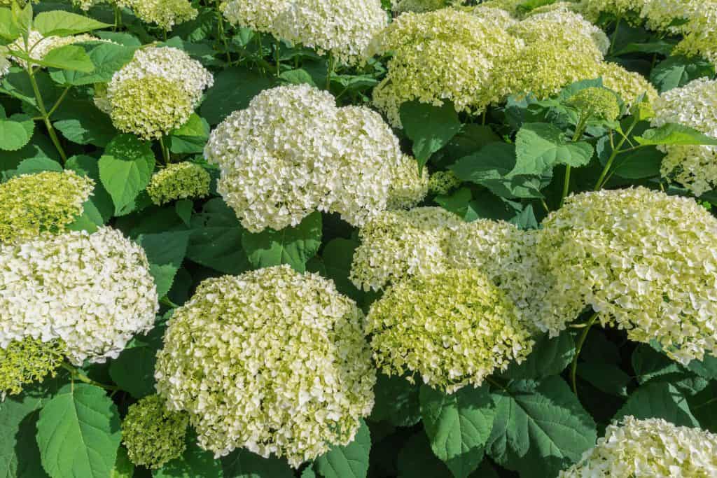 Hydrangea varieties with white and yellow flower balls.