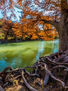 An intricate intertwined cypress tree roots with beautiful fall foliage on the river, How Far Apart To Plant Bald Cypress Trees