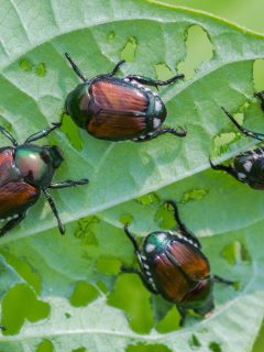 Invasive beetles eating string bean leaves in a garden - Where Do Japanese Beetles Go At Night And How To Keep Them Away