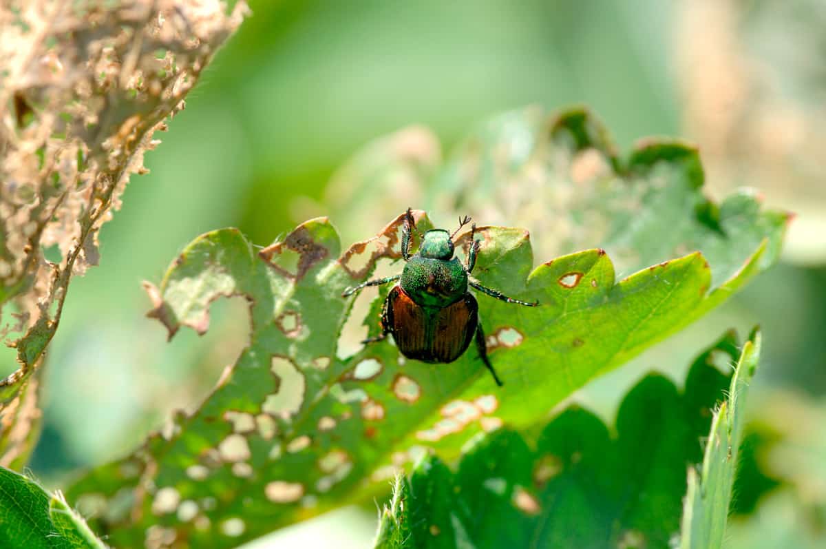 Japanese Beetle - damages a strawberry plant