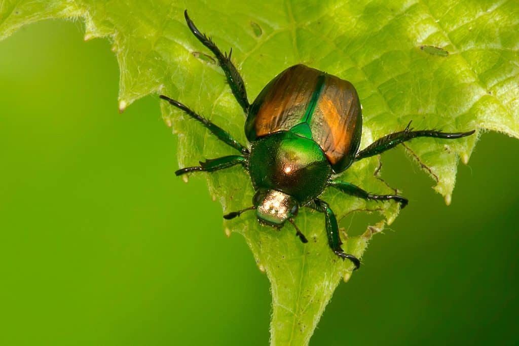 Japanese beetle on a green leaf