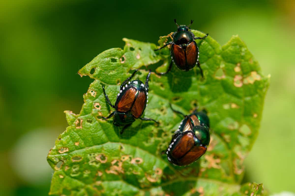 Japanese scarab beetles are invasive 