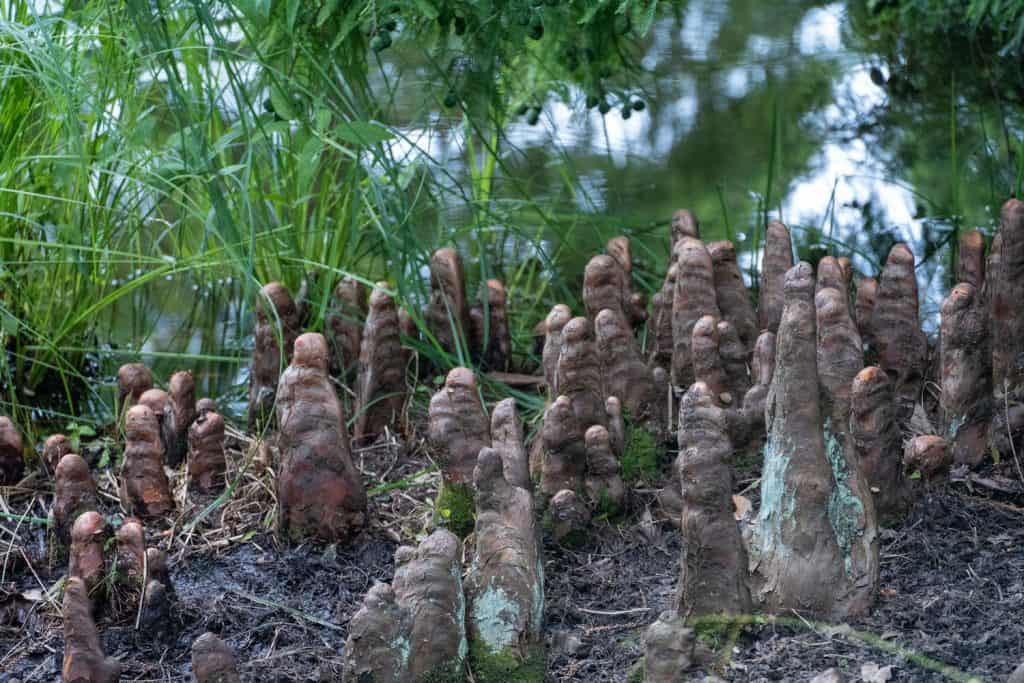  Knee roots of a Bald Cypress Tree