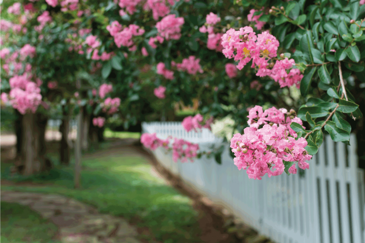 Pink Crepe Myrtles and a Picket Fence