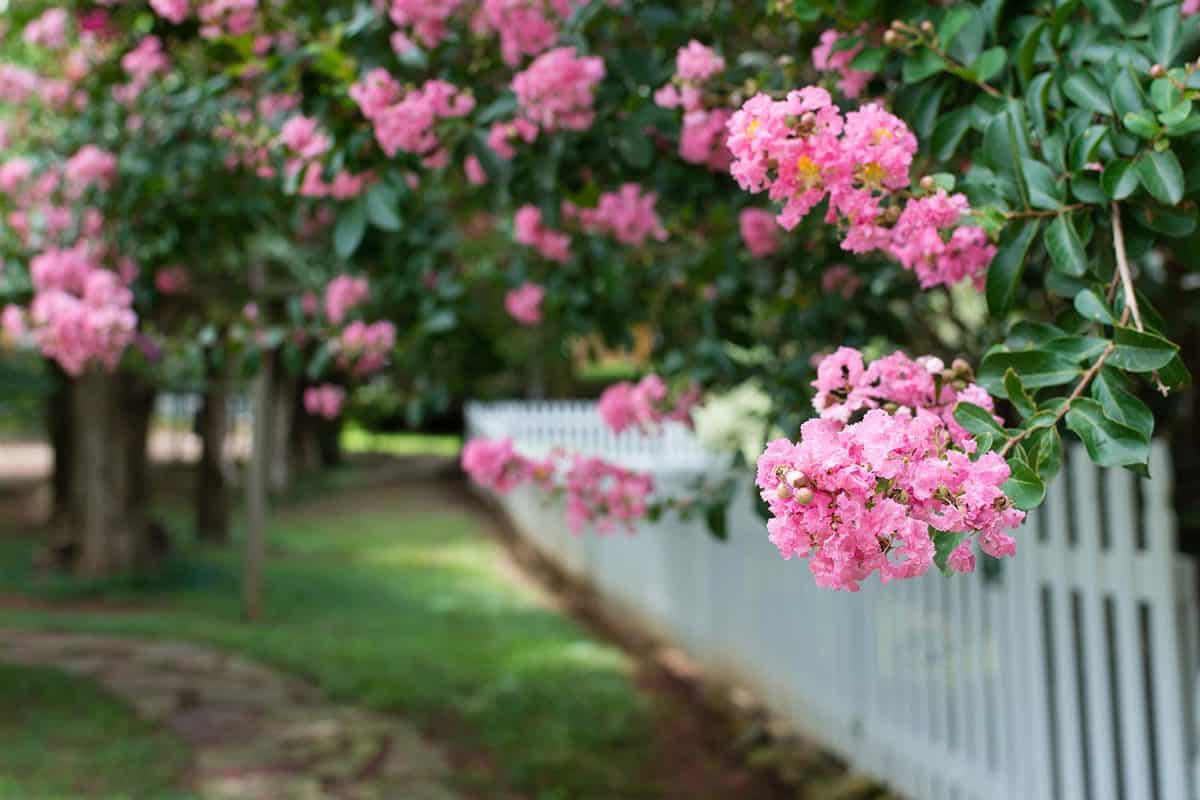 Pink crepe myrtles and a picket fence