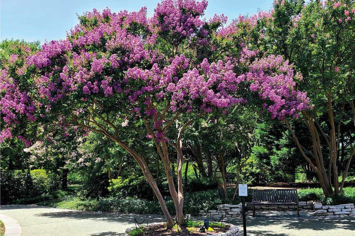 Purple Crepe Myrtle beside a walking path of a public park
