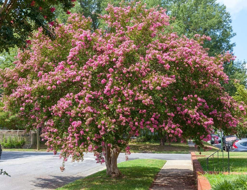 Raspberry colored crepe myrtle tree in Virginia residential neighborhood