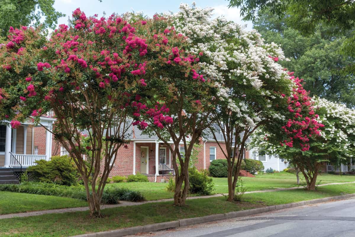 Red and white crepe myrtle trees on residential neighborhood street