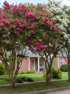 Red and white crepe myrtle trees on residential neighborhood street, Crepe Myrtle Flowers Are Falling Off—What's Wrong?