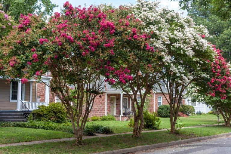 Red and white crepe myrtle trees on residential neighborhood street, Crepe Myrtle Flowers Are Falling Off—What's Wrong?