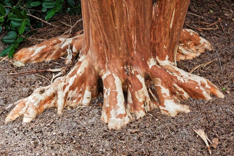 Reddish orange crepe myrtle trunk and roots in early spring, How Far Do Crepe Myrtle Roots Spread? [And How Deep]