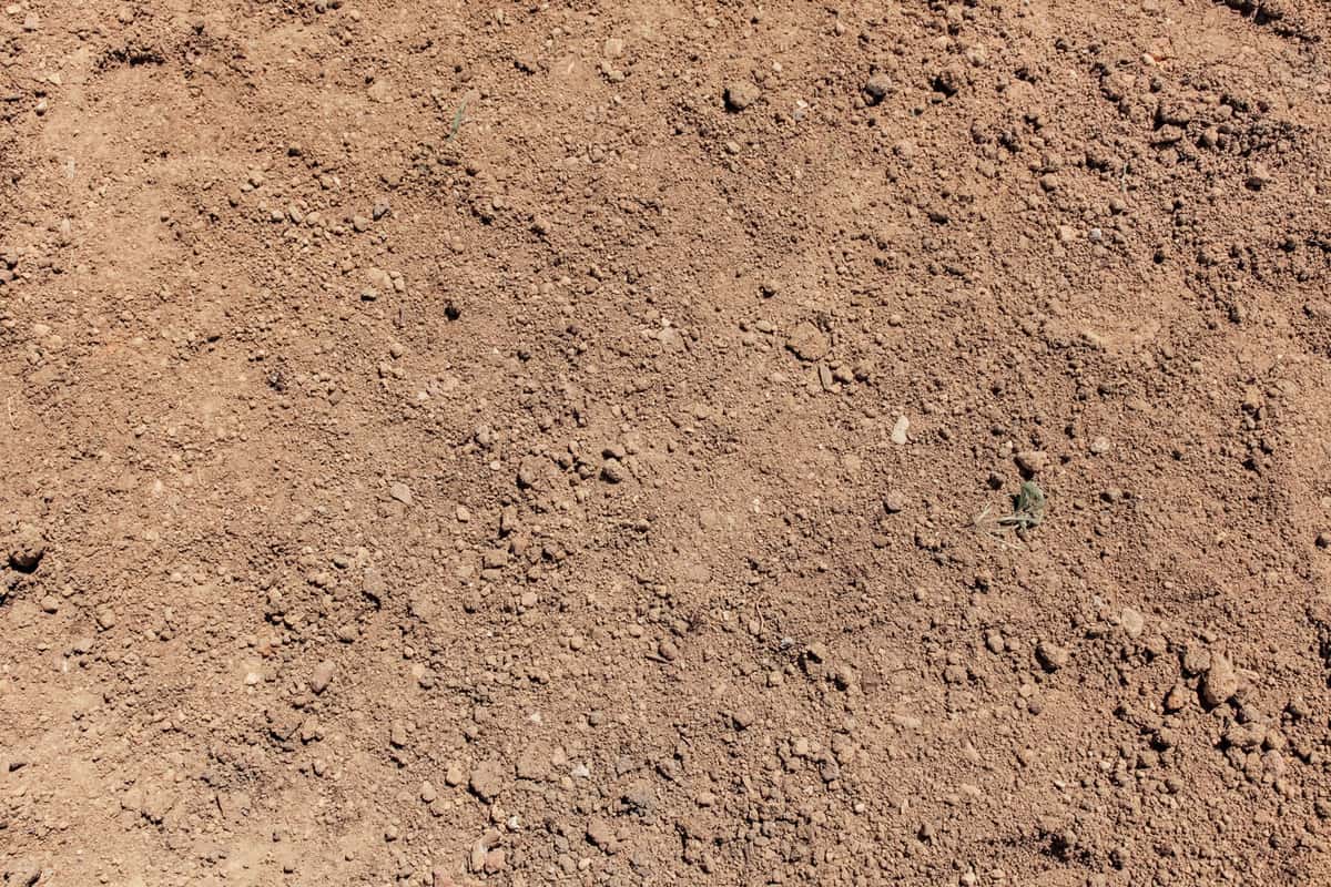 Top view of healthy clay soil