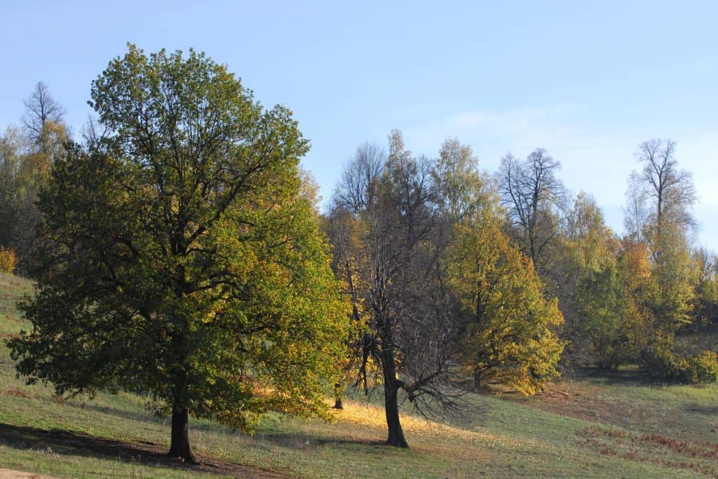 Two huge Cedar elm trees photographed at a forest park