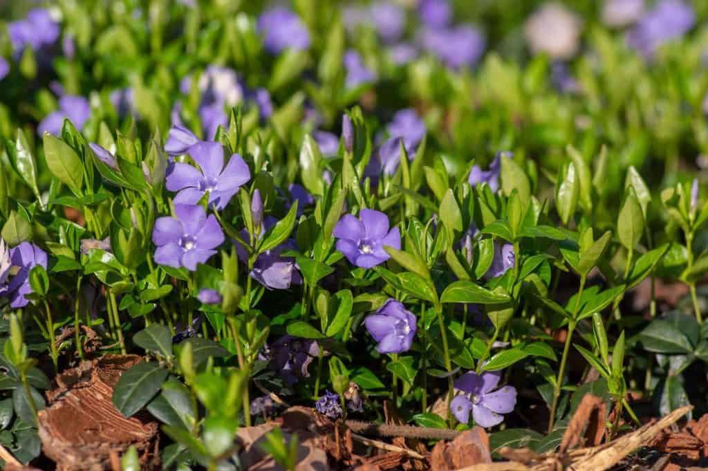 Vinca minor lesser periwinkle ornamental flowers in bloom, common periwinkle flowering plant, creeping flowers on the ground in daylight