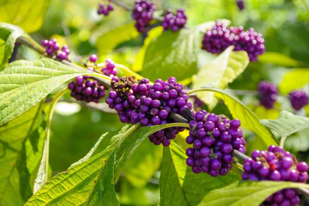 Violet colored American beautyberries in the branches