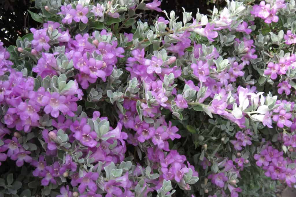 Violet colored Texas silver sage blooming in the garden