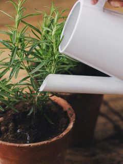 Watering a fresh green basil plant and rosemary plant after repotting in new clay pots, How Often To Water Plants In Clay Soil [And How To Make It Fertile]