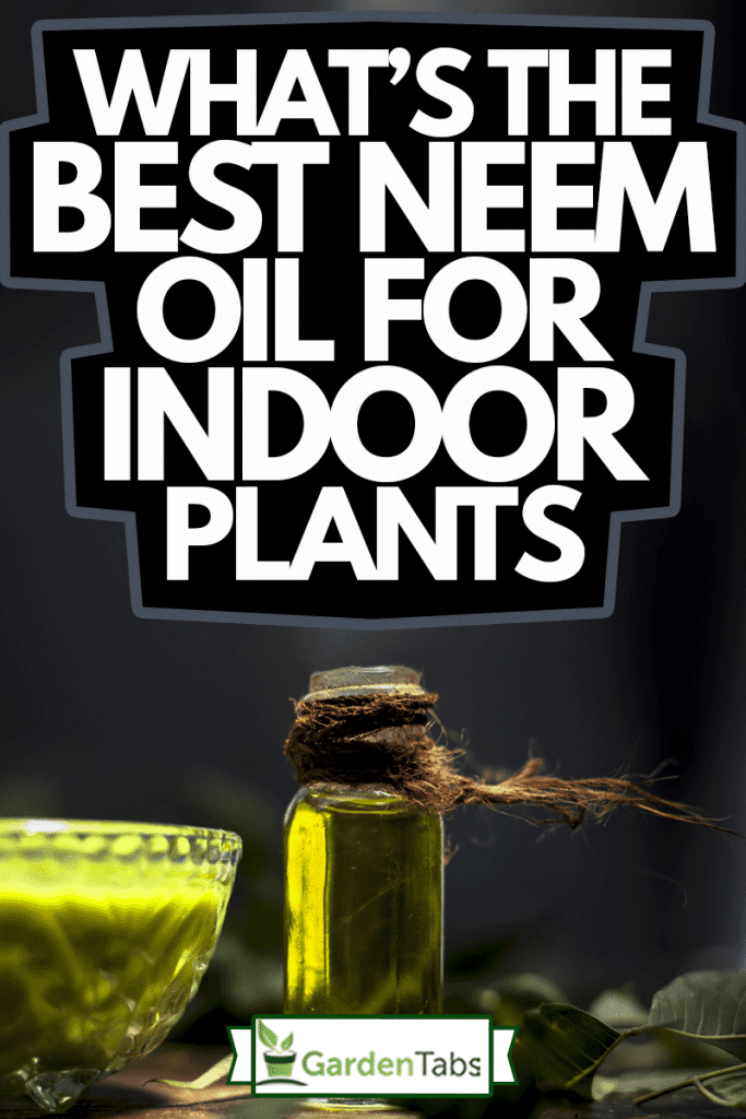 Neem or Nim or Indian lilac in a glass bowl along with neem leaves, freshwater & tea tree oil for dandruff or hair skin itching problems, What's The Best Neem Oil For Indoor Plants
