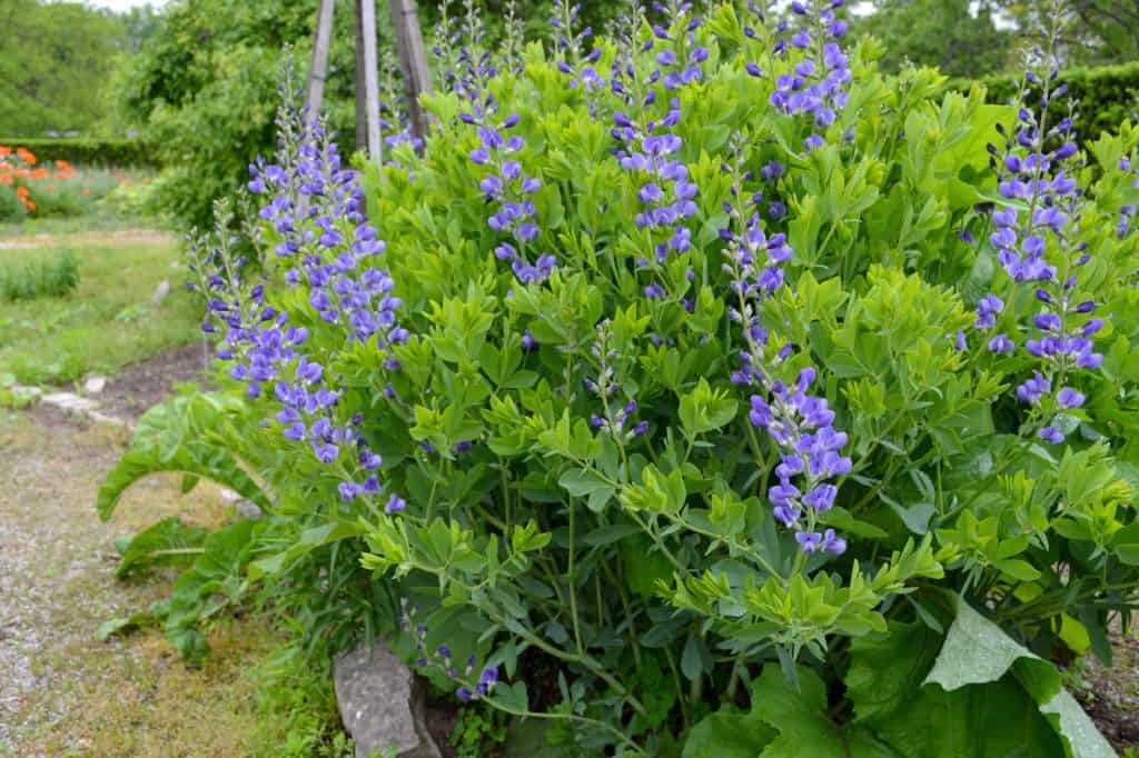 closeup of Blue Wild Indigo flowers in a Garden setting