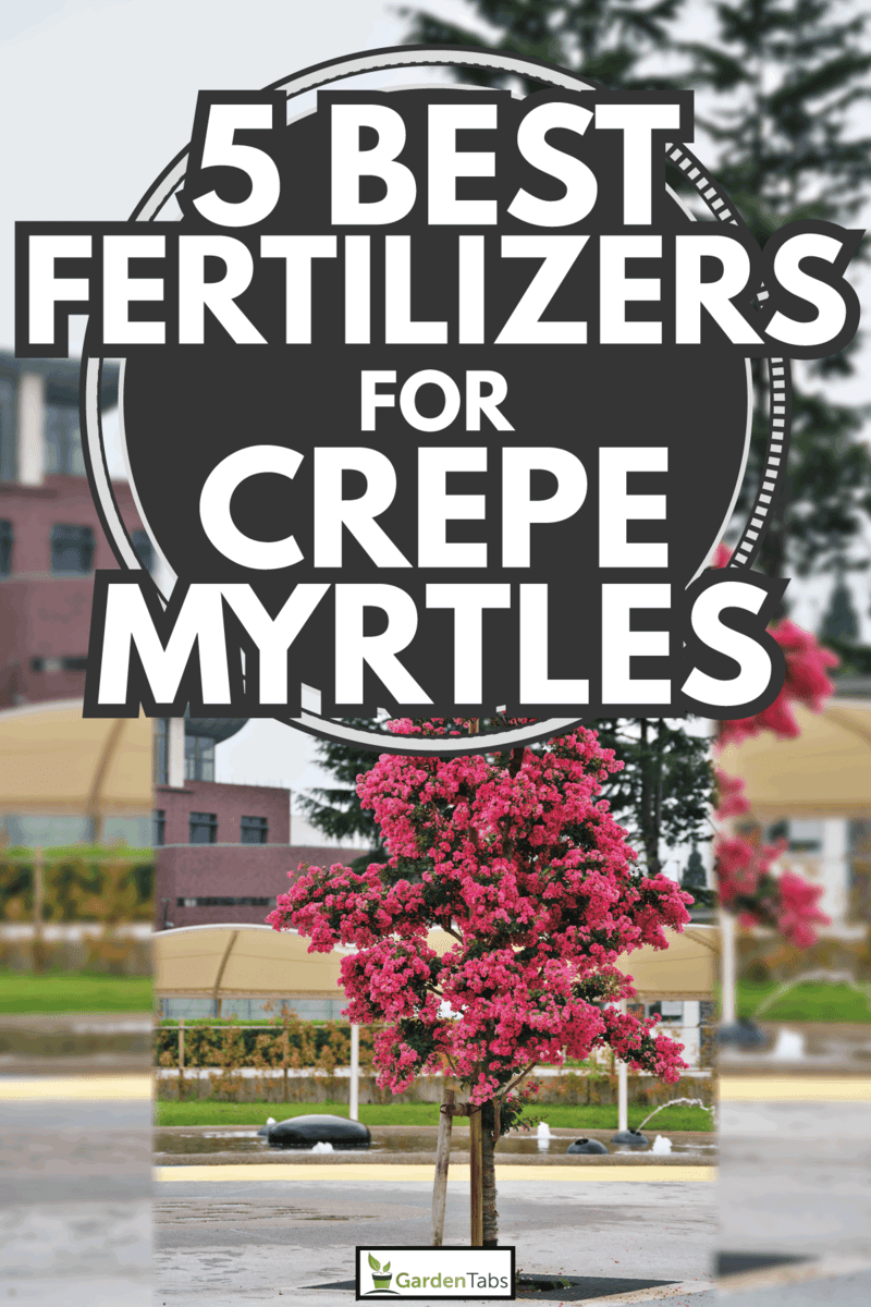 crepe myrtle on an open area with supporting braces. 5 Best Fertilizers For Crepe Myrtles