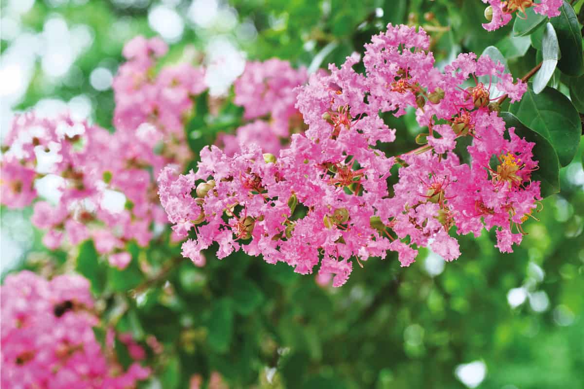 flower of the crepe myrtle close up photo